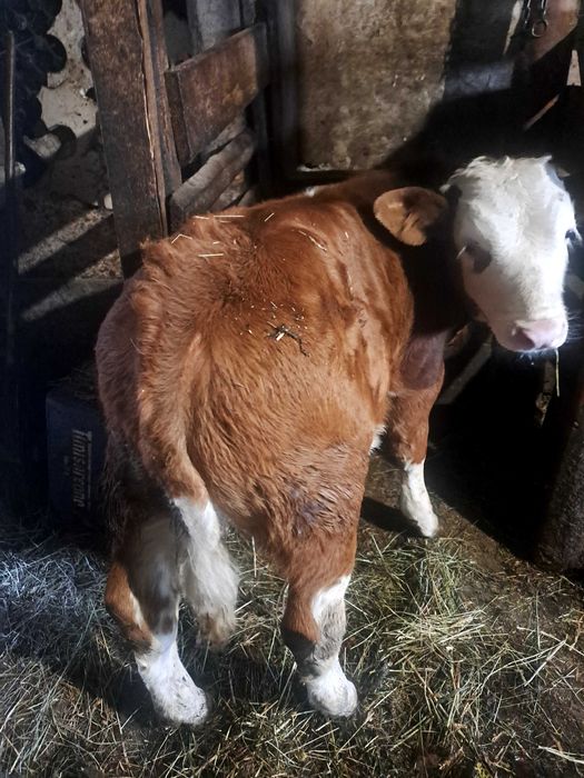 Vaca bună de ținut