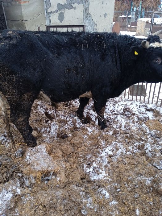 Продам быков две головы