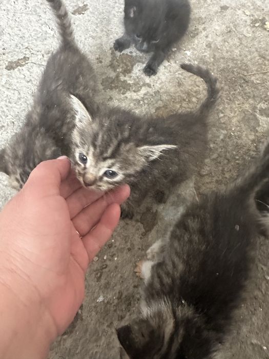 Отдам котят срочна на добрые люди