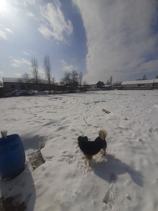 assalom aleykum yer uchastka bor sotgi 3.500 dan t. shaxarga yaqin 8 s