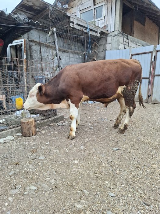 Tăuraș vârstă 8 luni