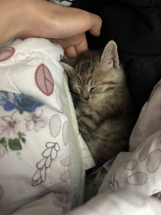Отдам котенка в хорошие руки девочка