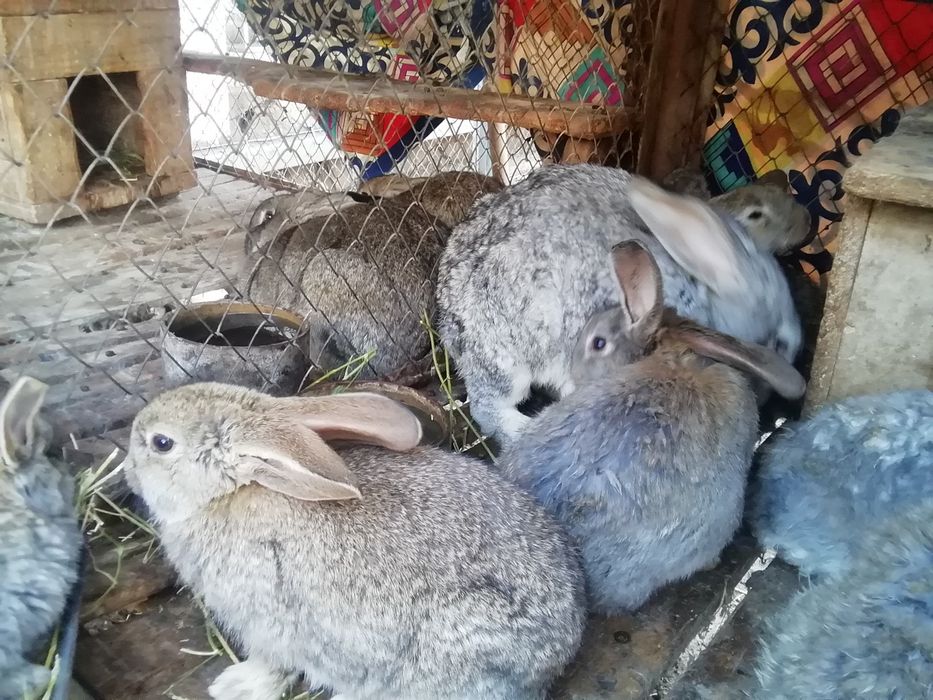 Продаются Кролики