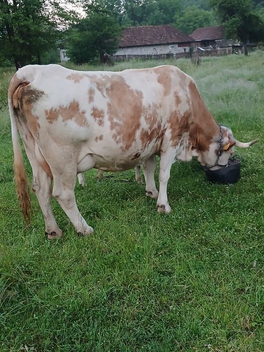 Vind vacă de 7 ani fatată de6 săptămàni