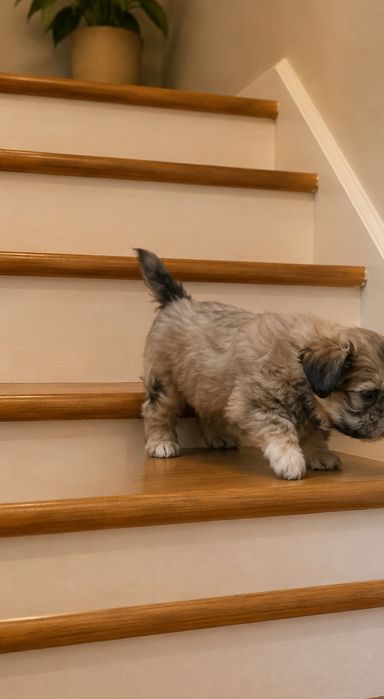 Shih tzu  preț foarte mic ajut cu transport în țară
