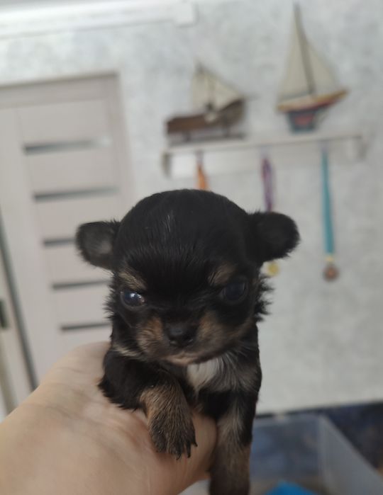 Готовятся к продаже щенки чихуахуа