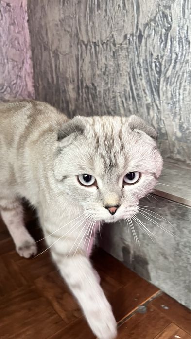 Шотландская вислоуха