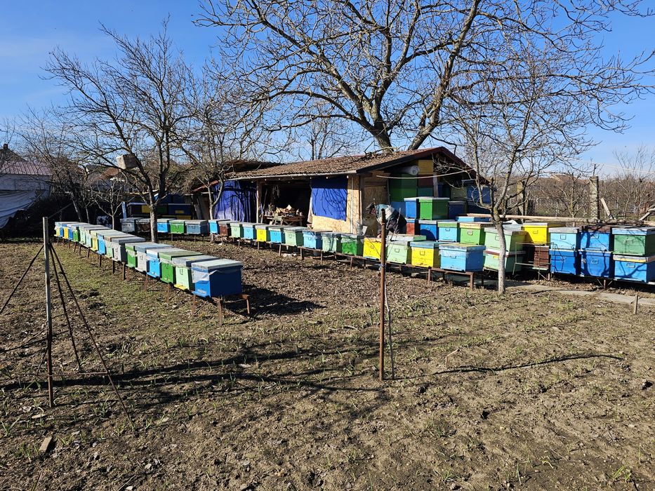 Vand lazi albine noi si vechi   si rame clădite