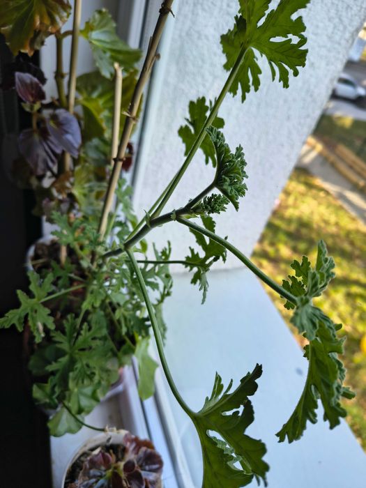 Индрише цвете ...