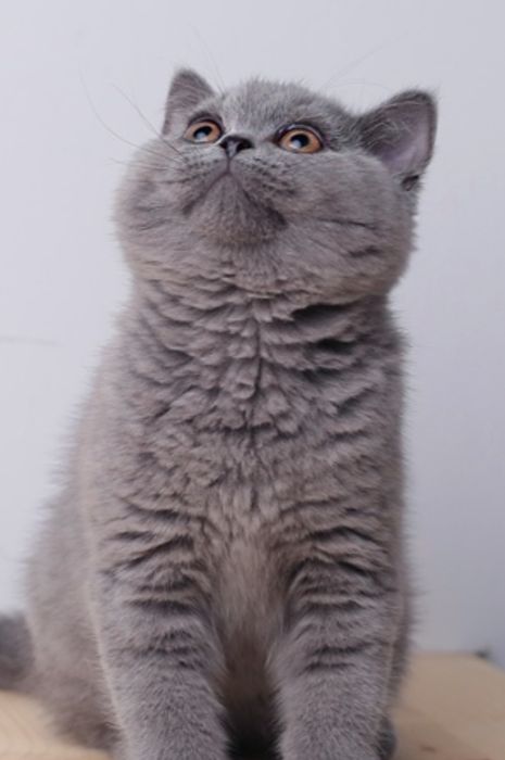Британцы котята Алматы