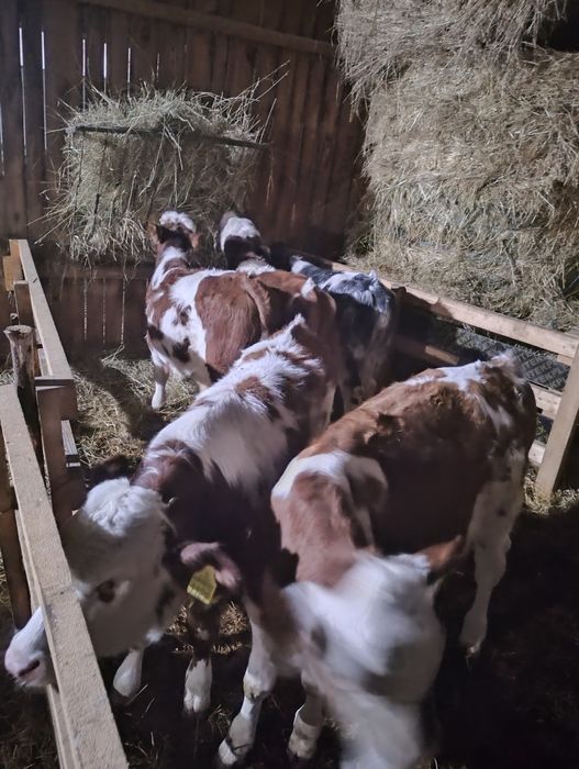 Viței  bălțați!!