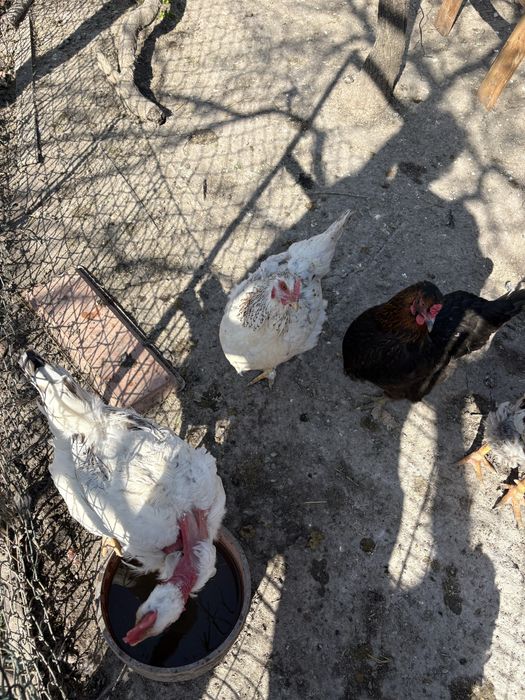 Ouă pentru incubat – rasă mixtă Moravia x Brahma, foarte productive