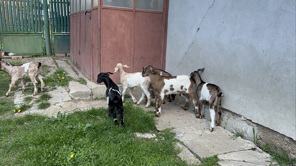 Capre cu lapte, iezi