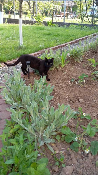 DONEZ - SPRE ADOPTIE - 3 pisici prea frumoase !