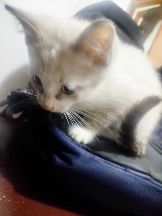 Катёнок в хорошые руки звоните