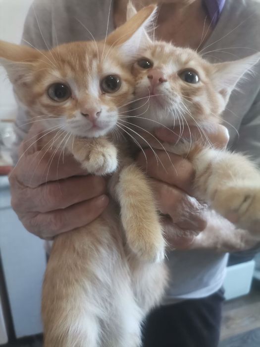 Отдам трех рыжих котят в добрые руки