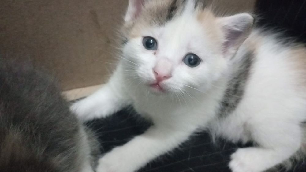 Котята девочки!!!