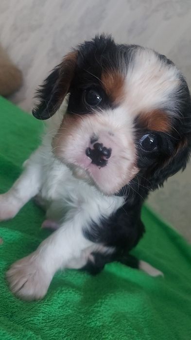 Шикарные щенки Кавалер Кинг Чарльз Спаниель