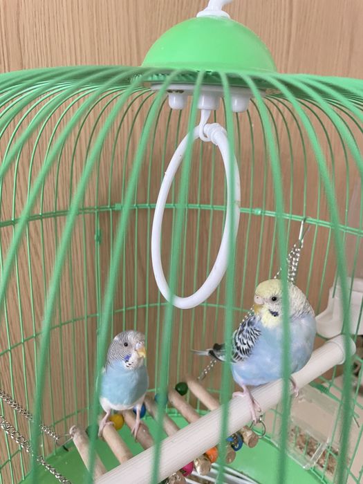 Продаю пару попугаев с клеткой