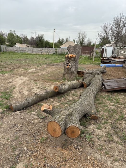 Жаңғақ ағаш сатылад