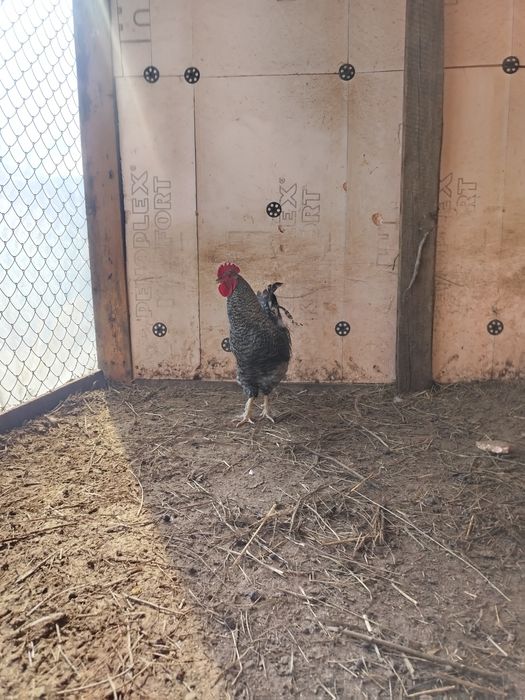 Продаю две петух