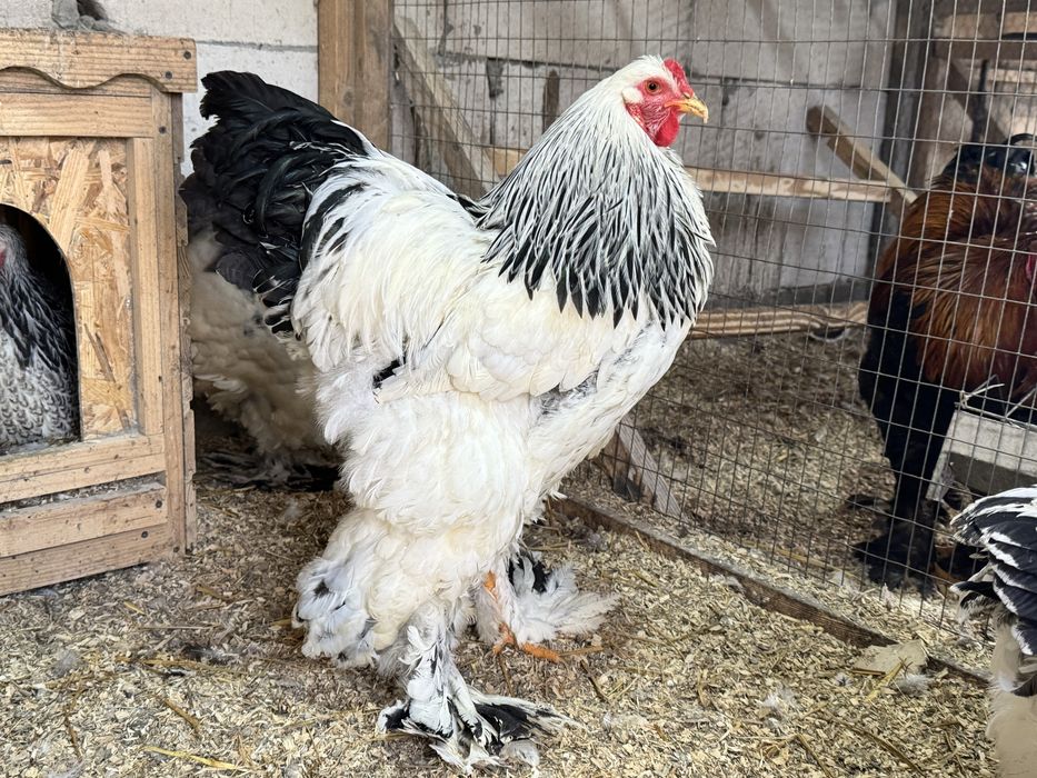 Vand gaini rasa brahma