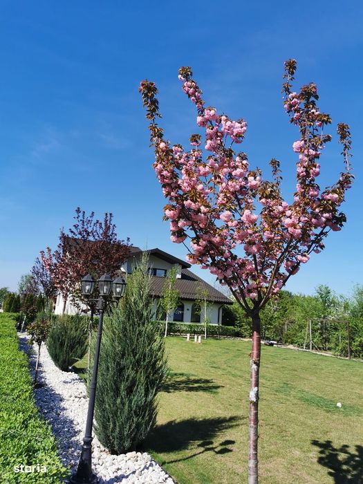 Casa Ulmi 15 min de București km 23 A1