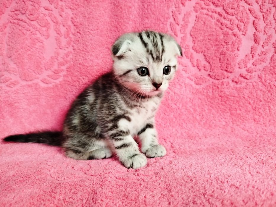 Котята Британцы .