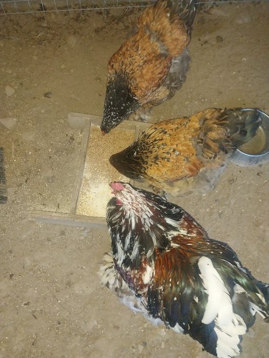 2 cocosi si 4 gaini brahma portelan...locatia Pitesti...