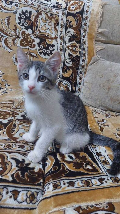 Отдам в добрые руки