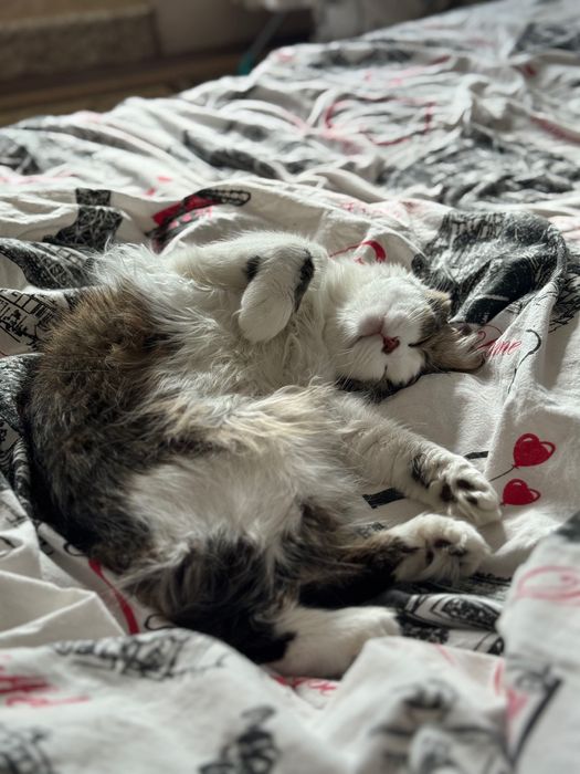 Отдам кота в добрые руки