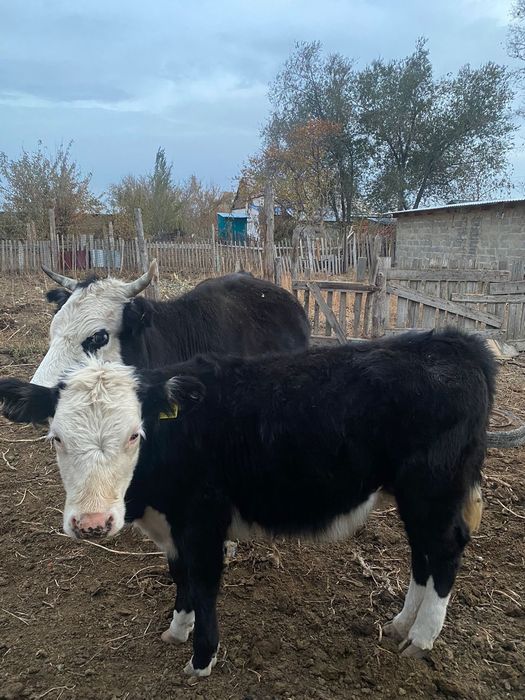 Сиыр бұзауымен .