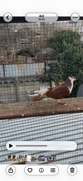 Porumbei jucatori galateni