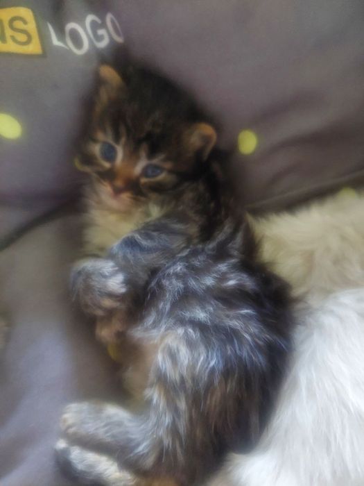 Срочно! Отдаем котят в добрые руки.