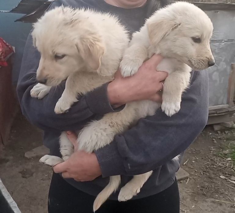 Cățelusi de 1 lună jumătate .