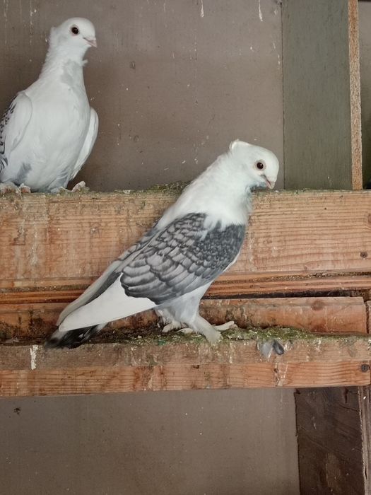 Porumbei de vânzare sau schimb cu găini de rasă