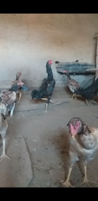 Shamo jòja sotiladi soglom