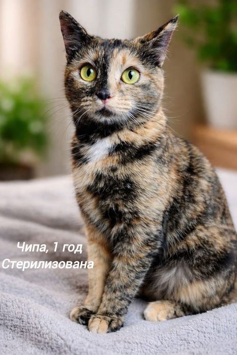 Отдам в добрые руки.