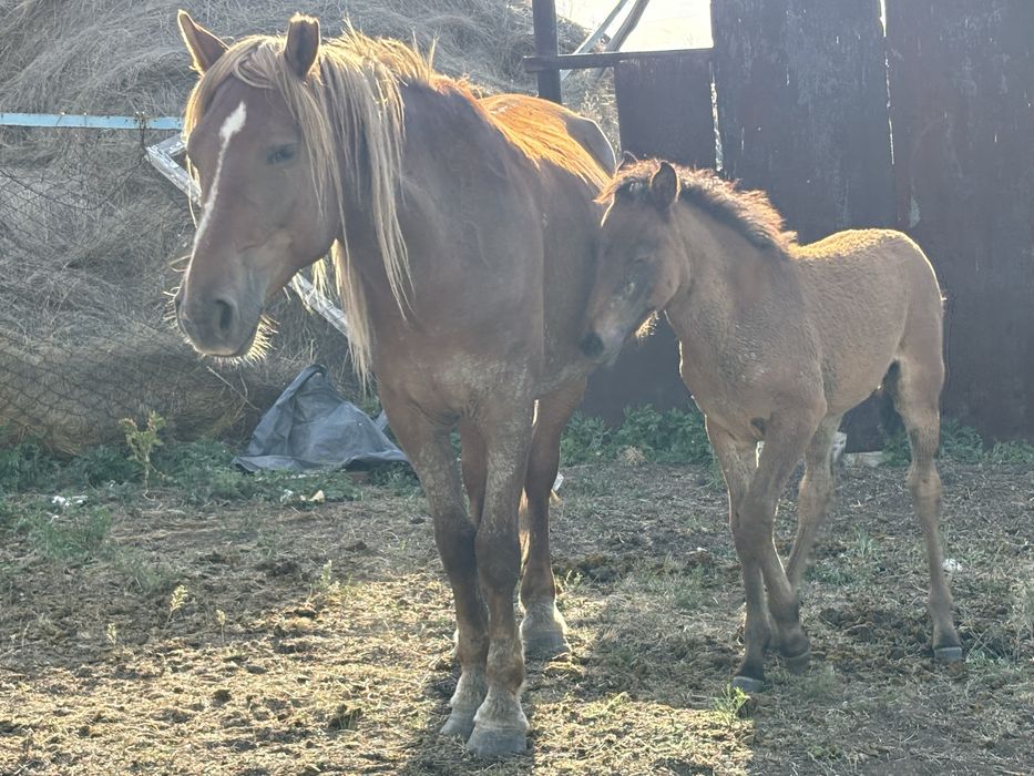 Полутяж бие сатылат