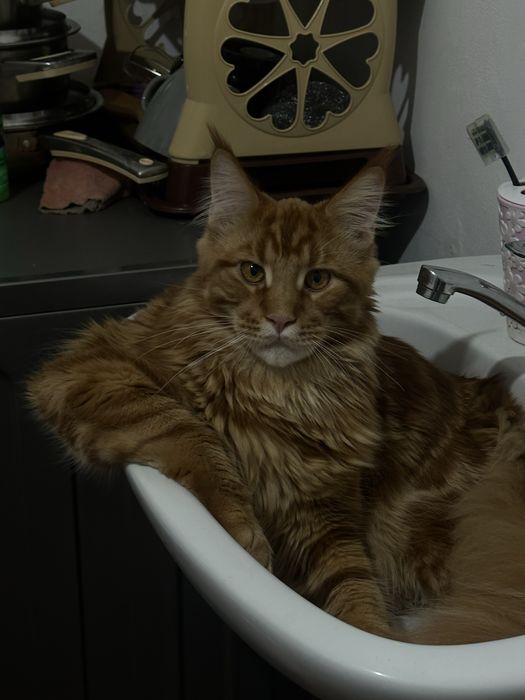 Мейнкун 3 года мальчик