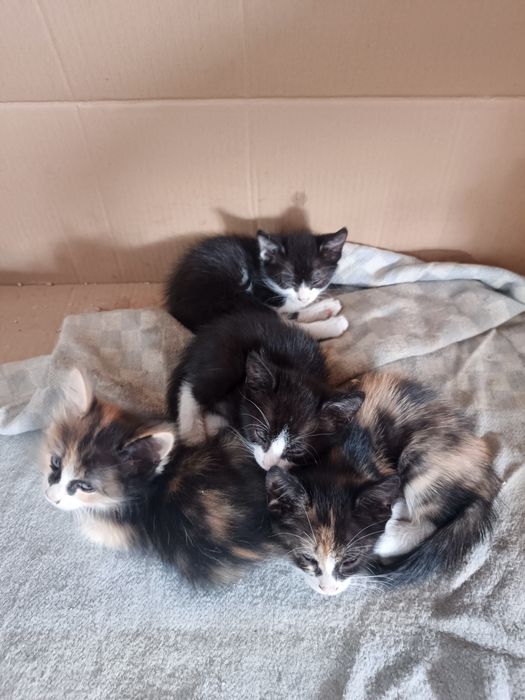 Отдам котят в добрые руки