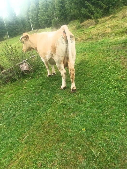 Vând 2 vaci cu viței