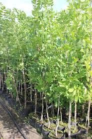 Ясень саженцы от 45 см до 3,5 м