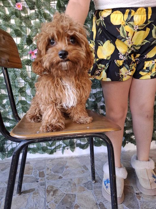 Maltipoo малтипоо куче мъжко