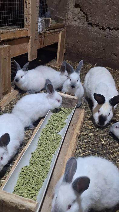 Семейка Калифорний