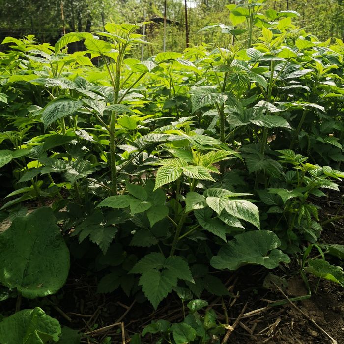 Саженцы малины бабье лето