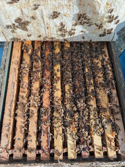 Vând familii de albine în sat Cheia județul Cluj