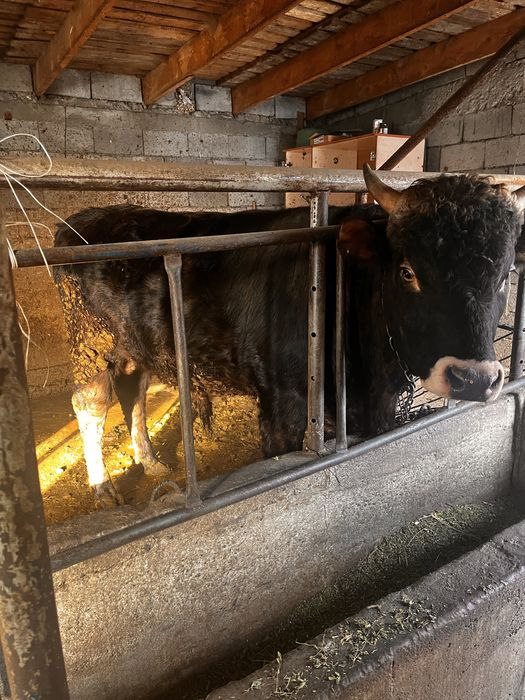 Продам быка бычка