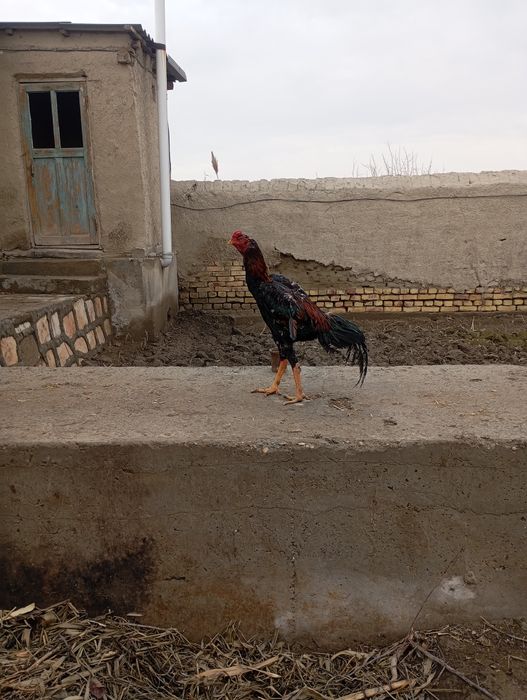 Майски Жужа ху́роз зоти шамо сотилади