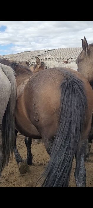 Продам жирную лошадь